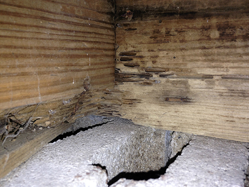 Wood-Destroying Organisms (Termites, Carpenter Ants, etc)